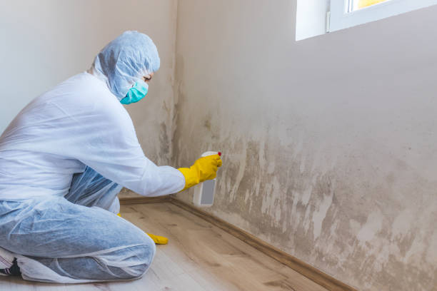 Licensed Mold Testing service in Barton, MD - WQB Mold Removal